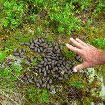 Elk feces on the way from Eidsborg to Ravnejuvet